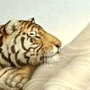 Profile Image for Nytetyger.