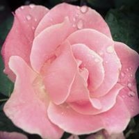Profile Image for Rose  Faour.