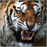 Profile Image for Tigertemprr.