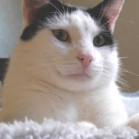 Profile Image for Christopher Troy.